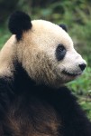 The Giant Panda #2