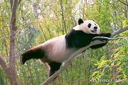 Climbing Panda