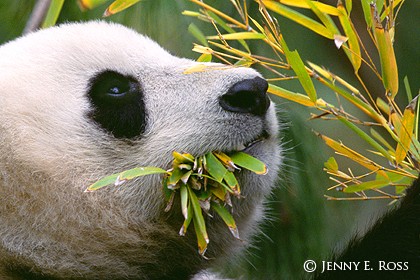 Eating Bamboo