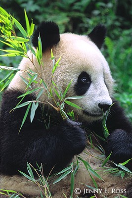 Giant panda – Panda bear, bamboo bear