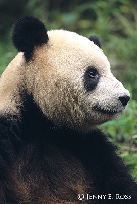 The Giant Panda #2