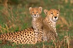 Cheetah Mother and Cub