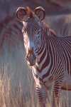 Grevy's Zebra