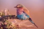 Lilac-Breasted Roller