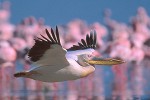 Pelican Gliding, Lake Nakuru