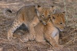 Playful Cubs