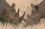 Two Black Rhinos