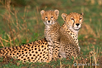 Cheetah Mother and Cub