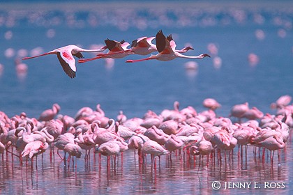 Flamingoes, Lake Nakuru