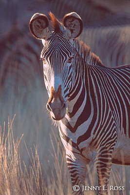 Grevy's Zebra