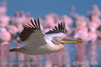 Pelican Gliding, Lake Nakuru