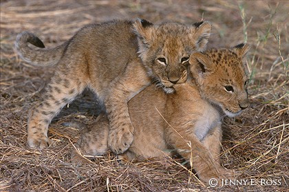 Playful Cubs