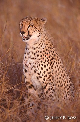 Portrait of a Cheetah