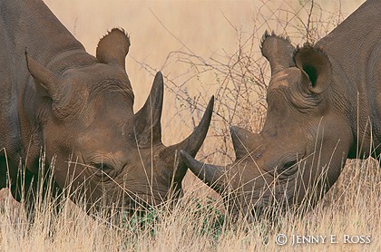 Two Black Rhinos