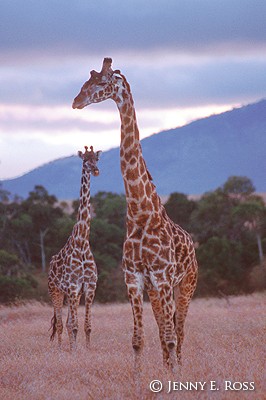 Two Masai Giraffes