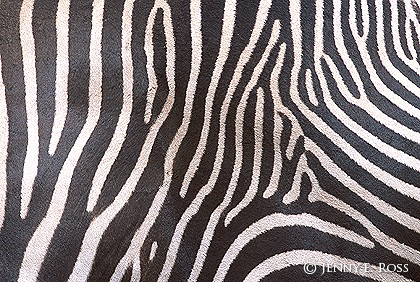 Zebra Stripes