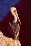 California Brown Pelican (Pelecanus occidentalis californicus)