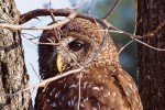 Spotted Owl (Strix occidentalis)