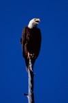 Bald Eagle (Haliaeetus leucocephalus)