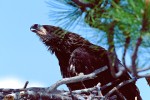 Fledgling Bald Eagle