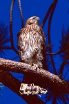 Fledgling Northern Goshawk (Accipiter gentilis)