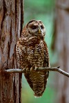 Spotted Owl (Strix occidentalis)