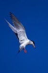 Forster's Tern (Sterna forsteri)