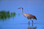 Sandhill Crane Wading