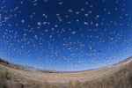 Snow Geese (Chen caerulescens) and Ross's Geese (Chen rossii)