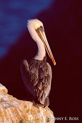 California Brown Pelican (Pelecanus occidentalis californicus)