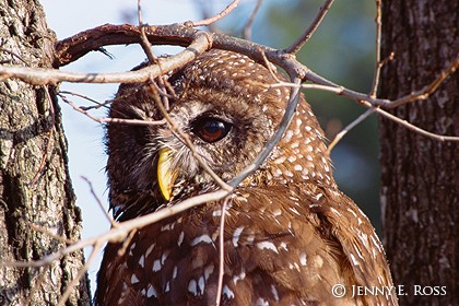 Spotted Owl (Strix occidentalis)