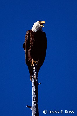 Bald Eagle (Haliaeetus leucocephalus)