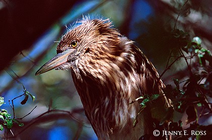 Fledgling Black-Crowned Night-Heron (Nycticorax nycticorax)