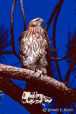 Fledgling Northern Goshawk (Accipiter gentilis)