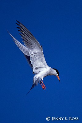 Forster's Tern (Sterna forsteri)