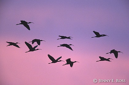 White-Faced Ibis (Plegadis chihi)