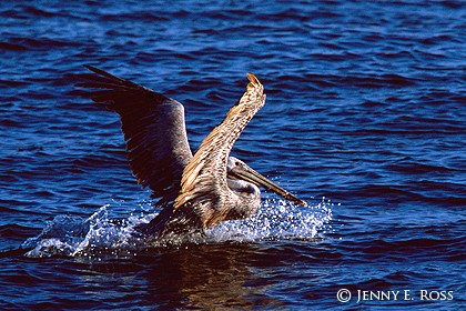 California Brown Pelican (Pelecanus occidentalis californicus)