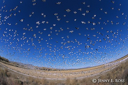 Snow Geese (Chen caerulescens) and Ross's Geese (Chen rossii)