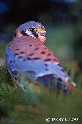 American Kestrel (Falco sparverius)