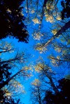 Aspens, Conifers, and Sky