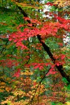 Pacific Dogwood Grove in Autumn