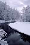 Snow-Covered Cottonwoods, South Yuba River