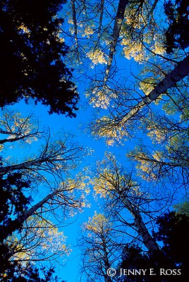 Aspens, Conifers, and Sky