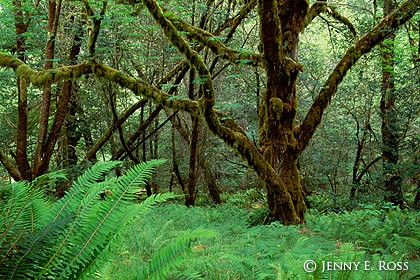 Bigleaf Maple and Ferns