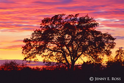 Blue Oak at Sunset