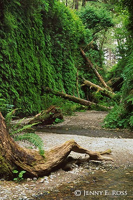 Fern Canyon