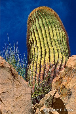 Giant Barrel Cactus