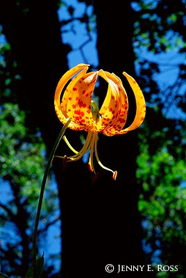 Lily in Oak Woodland