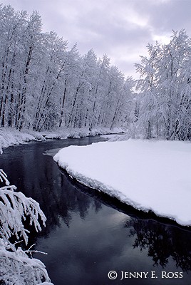 Snow-Covered Cottonwoods, South Yuba River