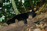 Bornean Sun Bear 03